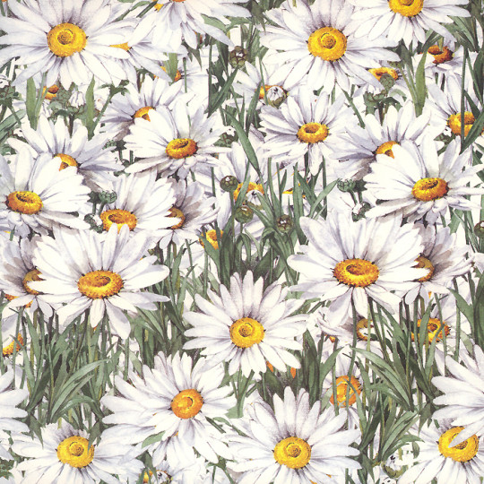 White Daisies Italian Paper ~ Tassotti